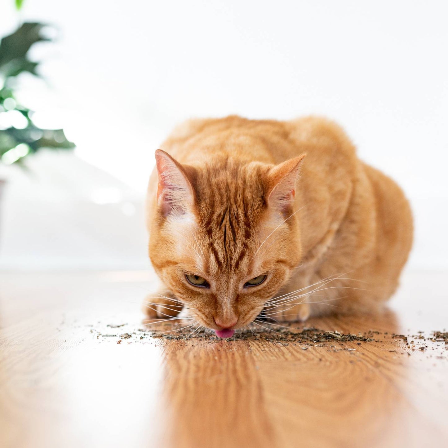 100% Natural Catnip